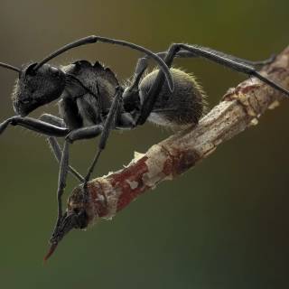 Ants 4k wallpaper