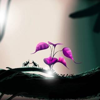 Ants 4k wallpaper