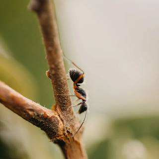Ants 4k wallpaper