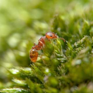 Ants 4k wallpaper