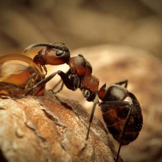 Ants 4k wallpaper