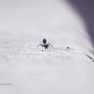 Ants 4k wallpaper