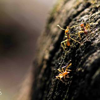 Ants 4k wallpaper