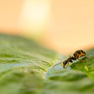 Ants 4k wallpaper