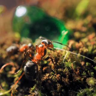 Ants 4k wallpaper