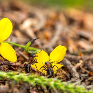Ants 4k wallpaper