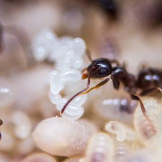 Ants 4k wallpaper
