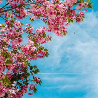 4k flower vertical wallpaper