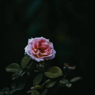 4k flower vertical wallpaper