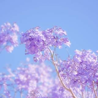 4k flower vertical wallpaper