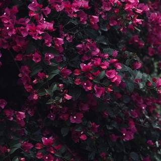 4k flower vertical wallpaper