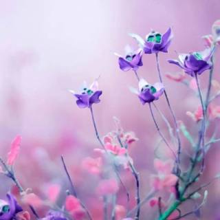 4k flower vertical wallpaper