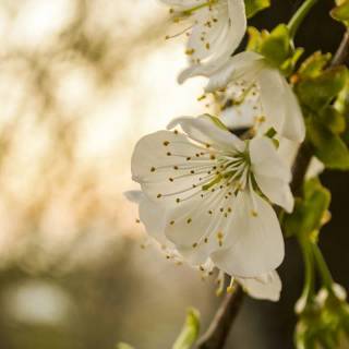 4k flower vertical wallpaper
