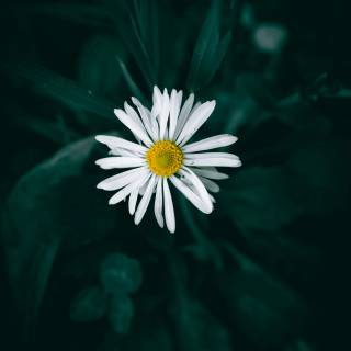4k flower vertical wallpaper
