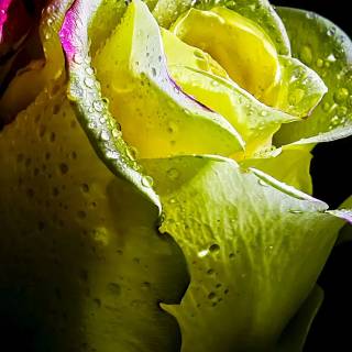 4k flower vertical wallpaper