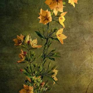 4k flower vertical wallpaper