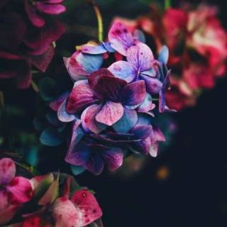 4k flower vertical wallpaper