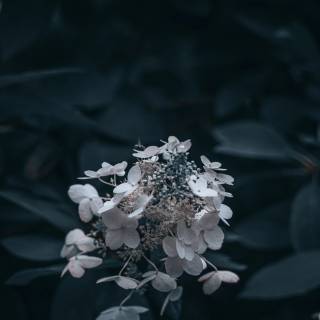4k flower vertical wallpaper