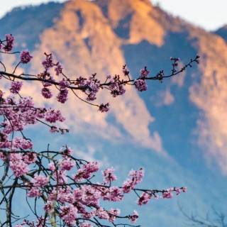4k flower vertical wallpaper
