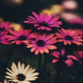 4k flower vertical wallpaper