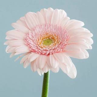 4k flower vertical wallpaper