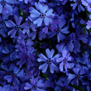 4k flower vertical wallpaper
