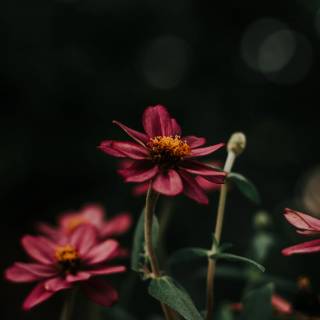 4k flower vertical wallpaper