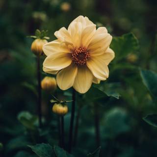 4k flower vertical wallpaper