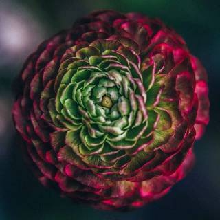4k flower vertical wallpaper