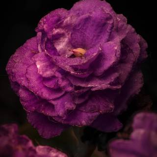 4k flower vertical wallpaper
