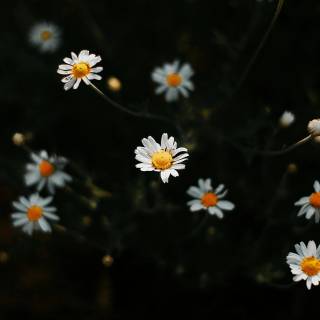 4k flower vertical wallpaper
