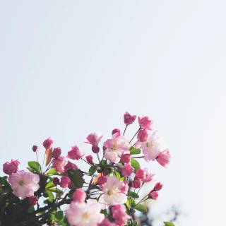 4k flower vertical wallpaper