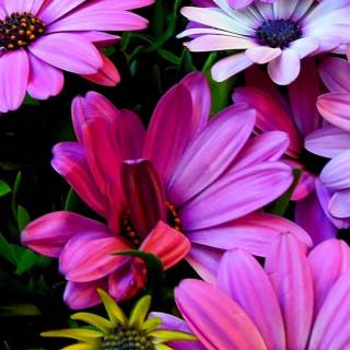 4k flower vertical wallpaper