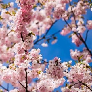 4k flower vertical wallpaper