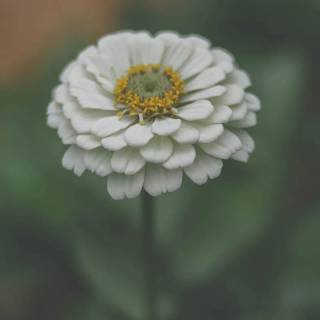 4k flower vertical wallpaper