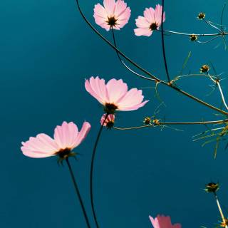 4k flower vertical wallpaper