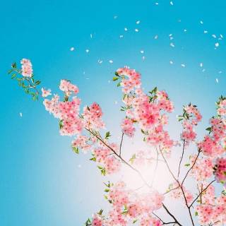 4k flower vertical wallpaper