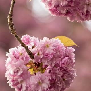 4k flower vertical wallpaper
