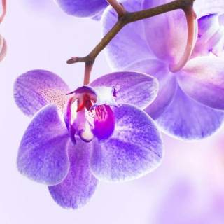 4k flower vertical wallpaper