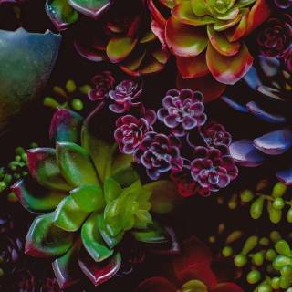 4k flower vertical wallpaper