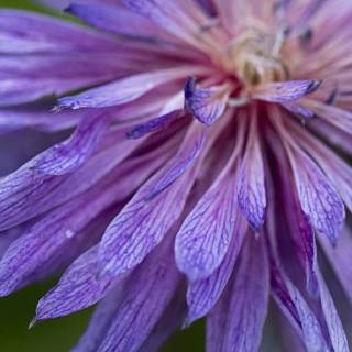4k flower vertical wallpaper