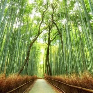 Kyoto desktop wallpaper