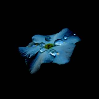 Amoled black desktop wallpaper