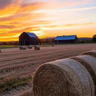 Farm mobile wallpaper