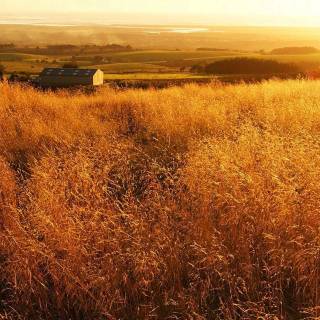 Farm mobile wallpaper