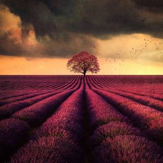 Farm mobile wallpaper