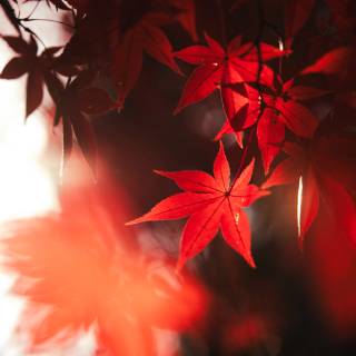 Red mobile HD wallpaper