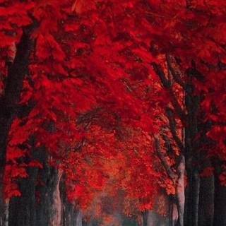 Red mobile HD wallpaper