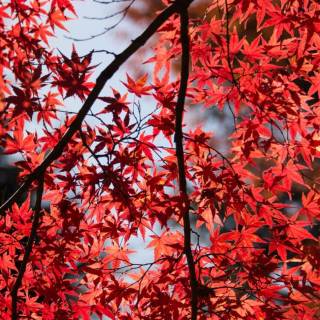 Red mobile HD wallpaper