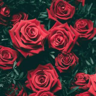 Red mobile HD wallpaper
